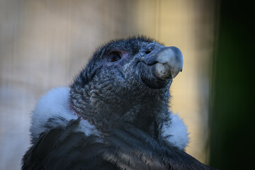 Andean condor in head detail.
