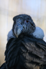 Andean condor in head detail.
