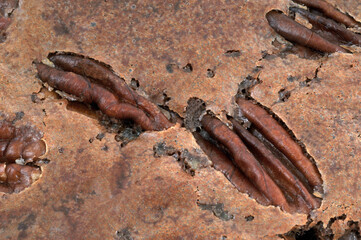 Noix de pécan dans un brownie en gros plan