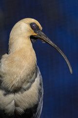Grey-winged ibis in head detail.
