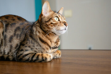 無邪気な猫　ベンガル　家猫