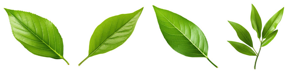 Obraz premium Green tea leaf isolated on transparent background, PNG, Set of