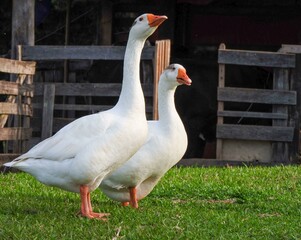 Pair of geese on a farm