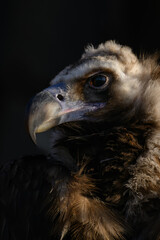 Brown vulture in head detail with black background.
