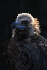 Brown vulture in head detail with black background.
