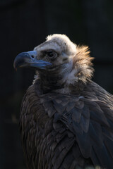 Brown vulture in head detail with black background.
