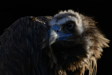 Brown vulture in head detail with black background.
