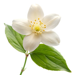 Obraz premium Jasmine flower isolated on transparent background