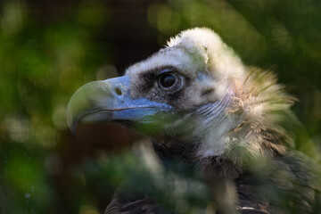 Brown vulture in close-up of the head behind green leaves.
