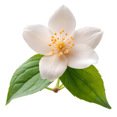 Fototapeta premium Jasmine flower isolated on transparent background