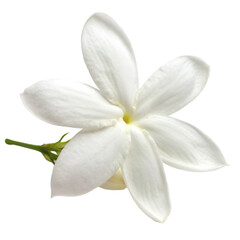Obraz premium Jasmine flower isolated on transparent background
