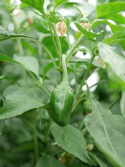 ピーマンの花20240902