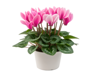 Cyclamen Plant in a Pot with Vibrant Pink Flowers, Indoor Plant Decor, Beautiful Flowering Pot