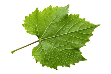 Grape Leaf, Fresh Organic Foliage, Green Leaves, Mediterranean Plant