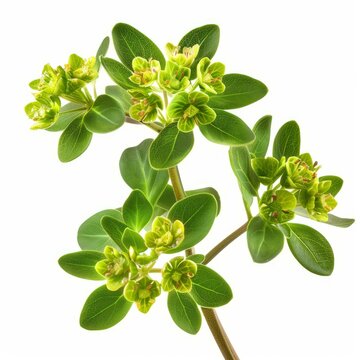 Boxleaf euonymus branch with blooming flowers isolated on a white background