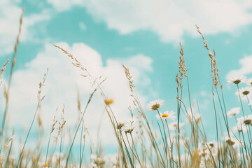 Serene meadow with wildflowers under a bright blue sky on a sunny day capturing tranquility and nature's beauty