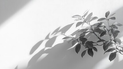 Monochromatic Botanical Still Life: Branch with Leaves and Shadows
