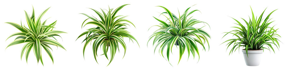Healthy spider plant isolated on transparent background, PNG, Set of