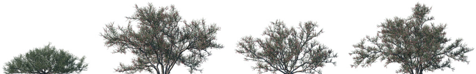 Set of Calligonum junceum frontal isolated png on a transparent background perfectly cutout high resolution