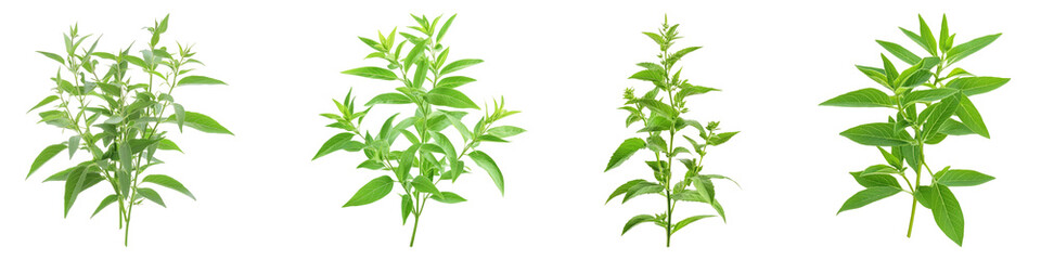 Fototapeta premium Herbal lemon verbena isolated on transparent background, PNG, Set of