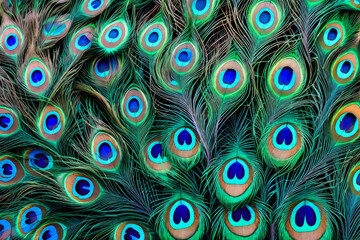 Texture of a peacock feather from the tail of an exotic bird. The background is a close-up of a multicolored iridescent eye of a feather animal.