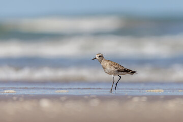 American Golden Plover (Pluvialis dominica) on the beach with the sea in the background.