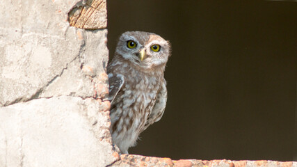 great horned owl