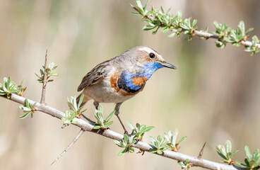 robin on a branch