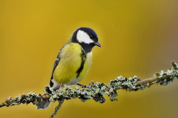 Fototapeta premium A cute great tit sits on a branch overgrown with lichen. Portrait of a colorful titmouse. Parus major