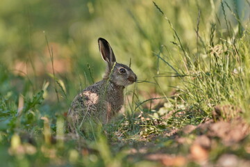 A cute young european hare sits on the field. Lepus europaeus. Wildlife scene with a baby hare