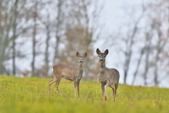 Two roe dder stand on the horizon and loks at the camera. Portrait of two deer. Capreolus capreolus
