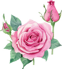 Naklejka premium pink roses on white background
