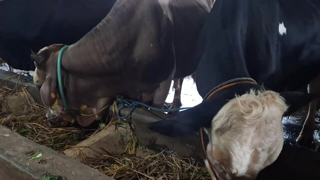 Cattle fattening pen with traditional wooden pen. This livestock is planned to be traded on Eid al-Adha