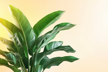 Obraz premium Lush Green Tropical Plant with Large Leaves on Soft Background