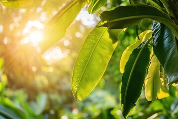Obraz premium Sunlight Filtering Through Lush Green Leaves in a Tropical Forest