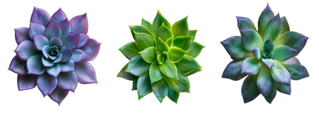 Collection of colorful succulent plants on transparent PNG background, perfect for botanical design, composition, and decorative projects