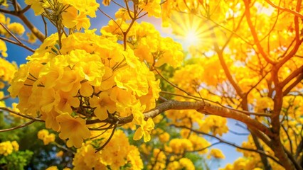 Bright sunlight filters through vibrant yellow tabebuia flowers in full blossom, creating a warm and inviting atmosphere in tropical garden , outdoor, vibrant yellow