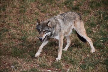 gray wolf lupus