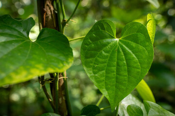 green leaves background