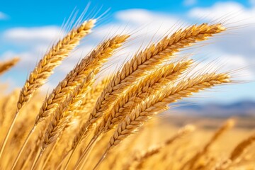 A golden field of wheat swaying in the wind under a dramatic sky filled with thick, glowing clouds