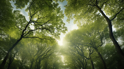 Obraz premium green trees low angle sunlight filtering through canopy misty atmosphere nature landscape