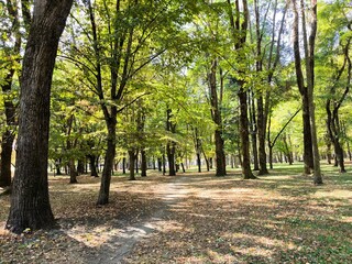 Naklejka premium Autumn park with fallen leaves and green grass in sunny day. Park in the city center in sunny autumn day.