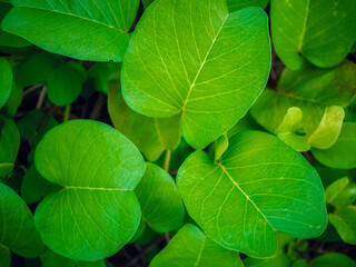 Close up image of the Katang-katang leaves or ipomoea pes-caprae display a rich green texture, thriving in their natural tropical habitat