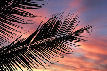 Sunset Palm Tree Branch Silhouette, Palm Fronds Pink Purple Sunset, Palm Tree Silhouette, Summer Aesthetic
