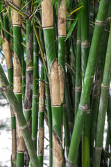 Obraz premium bamboo trunks in nature close up