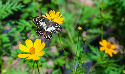Macro photography of a butterfly on a yellow flower