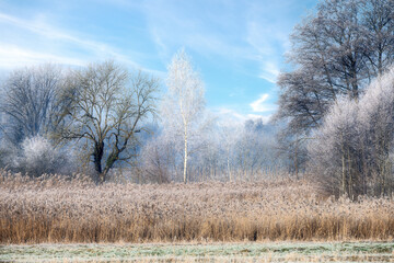 Frosted birch tree in a winter landscape
