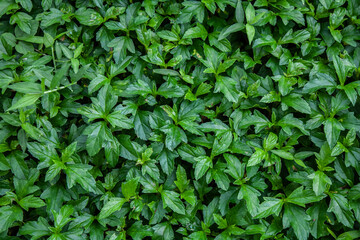 Obraz premium Lush green leaves, a symbol of life and vitality, create a soothing and harmonious scene in nature's embrace.