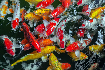 colorful and nature of Koi Fish wallpaper