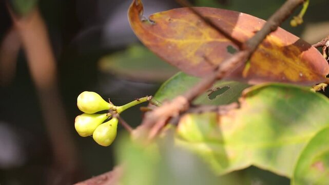 Java appale, wax apple , Syzygium samarangense fruits on tree. The tree is mostly grown in tropical areas and can grow upto 12 m. The fruit is also called Semarang rose-apple, and wax jambu